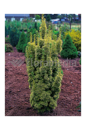 Cis pospolity 'David' Taxus baccata