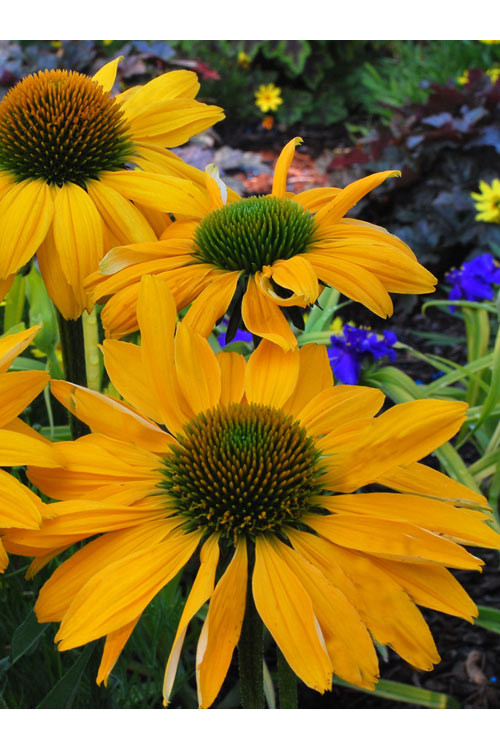 jeżówka, jeżówka Leilani,echinacea, echinacea Leilani