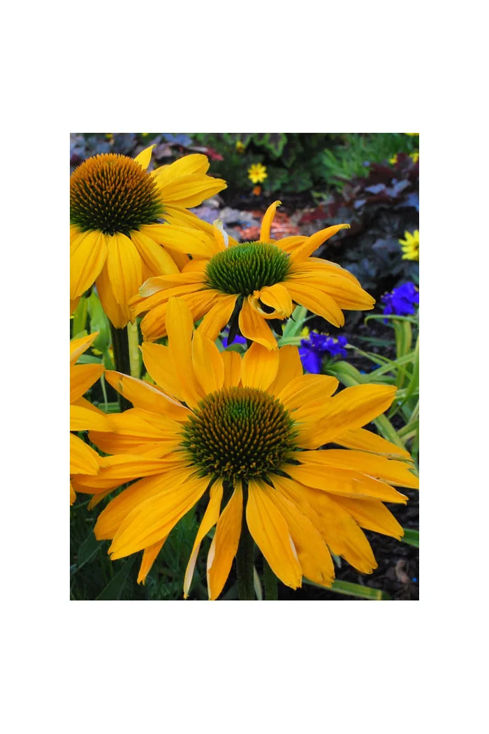 jeżówka, jeżówka Leilani,echinacea, echinacea Leilani