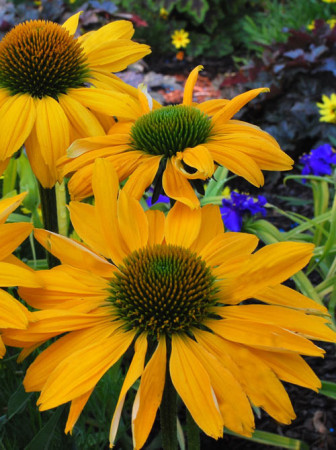jeżówka, jeżówka Leilani,echinacea, echinacea Leilani
