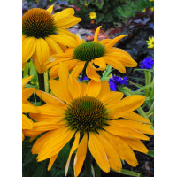 jeżówka, jeżówka Leilani,echinacea, echinacea Leilani