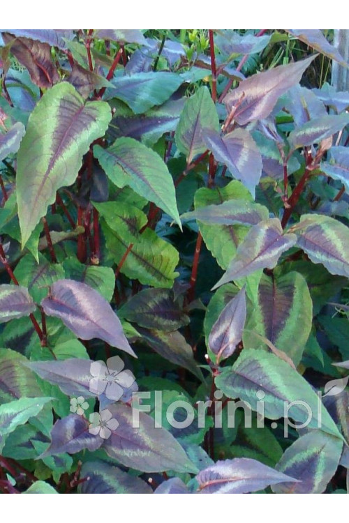 Rdest wirginijski 'Red Dragon' Persicaria