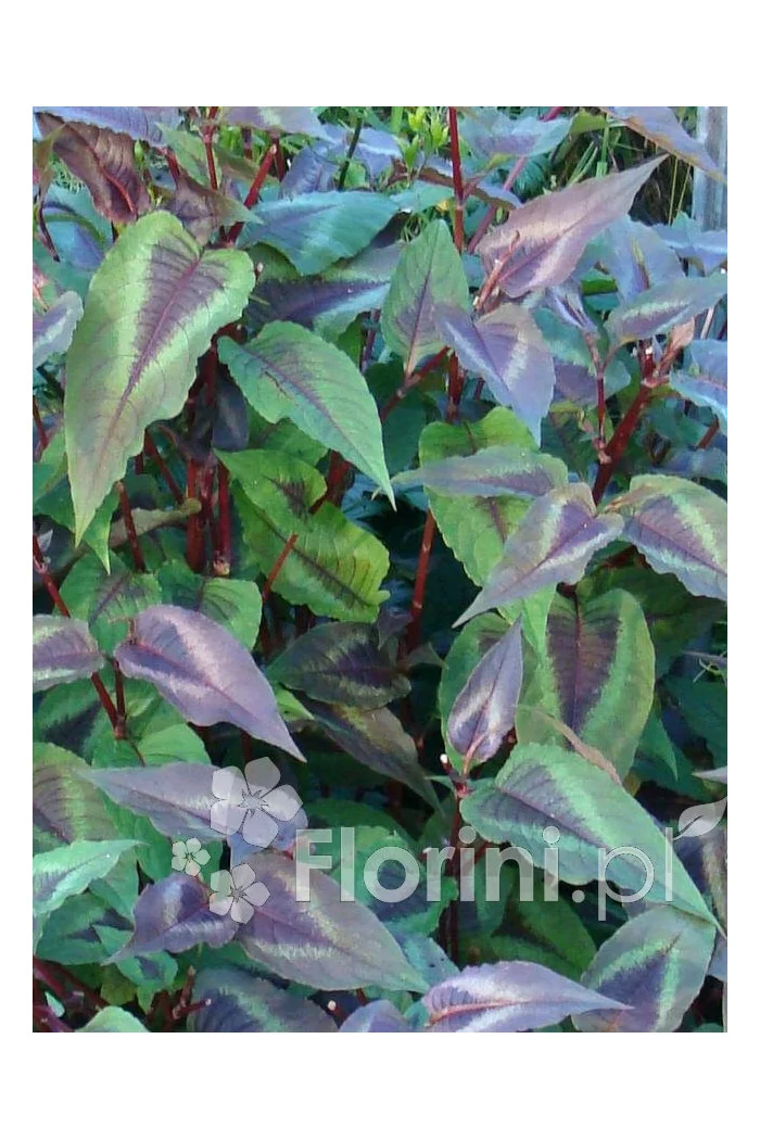Rdest wirginijski 'Red Dragon' Persicaria