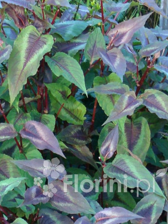 Rdest wirginijski 'Red Dragon' Persicaria