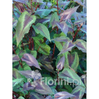Rdest wirginijski 'Red Dragon' Persicaria