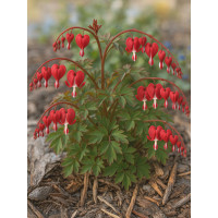 serduszka, serduszka valentine, dicentra valentine