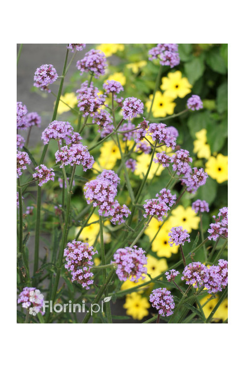 Werbena patagońska 'Lollipop' | Verbena bonariensis