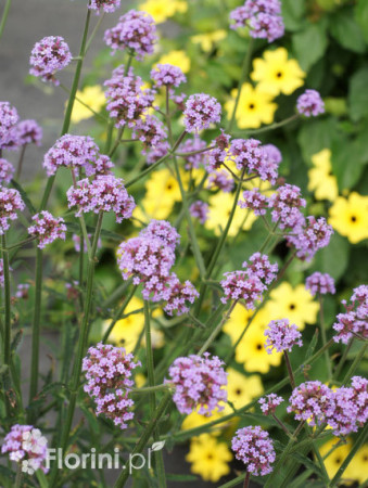 Werbena patagońska 'Lollipop' | Verbena bonariensis