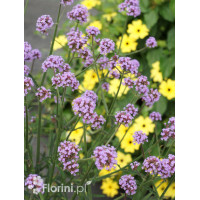 Werbena patagońska 'Lollipop' | Verbena bonariensis