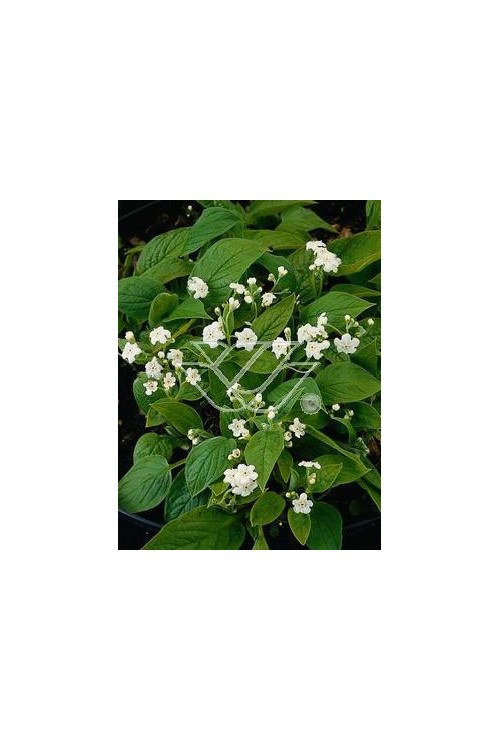 Ułudka wiosenna 'Alba' | Omphalodes verna