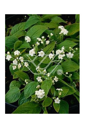 Ułudka wiosenna 'Alba' | Omphalodes verna