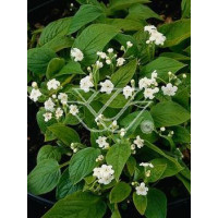 Ułudka wiosenna 'Alba' | Omphalodes verna