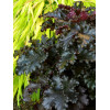 Żurawka 'Black Taffeta' | Heuchera