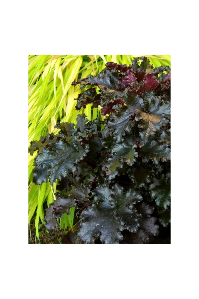 Żurawka 'Black Taffeta' | Heuchera