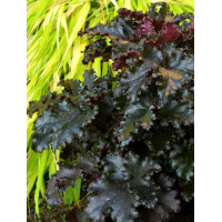 Żurawka 'Black Taffeta' | Heuchera