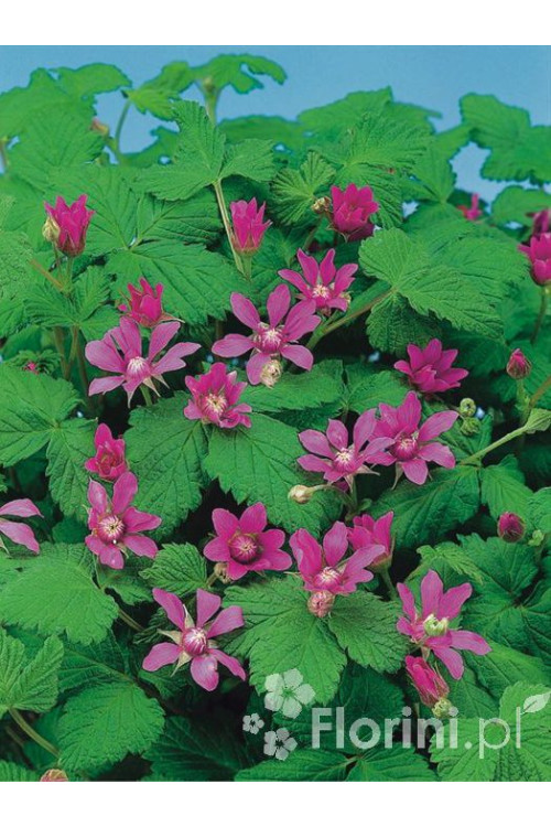 Jeżyna arktyczna (Malina tekszla) Rubus arcticus