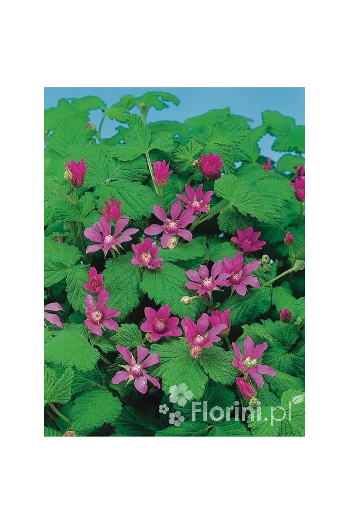 Jeżyna arktyczna (Malina tekszla) Rubus arcticus