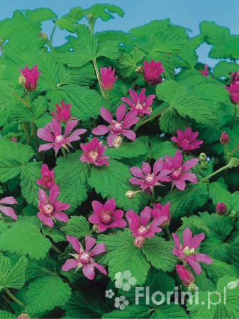 Jeżyna arktyczna (Malina tekszla) Rubus arcticus