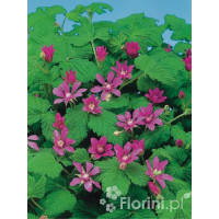 Jeżyna arktyczna (Malina tekszla) Rubus arcticus