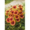 Gailardia 'Arizona Sun' | Gailardia