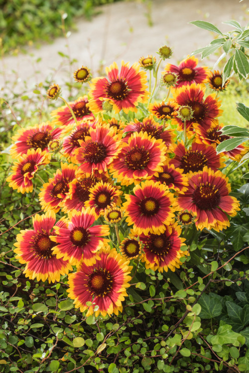 Gailardia 'Arizona Sun' | Gailardia