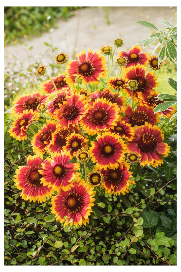 Gailardia 'Arizona Sun' | Gailardia