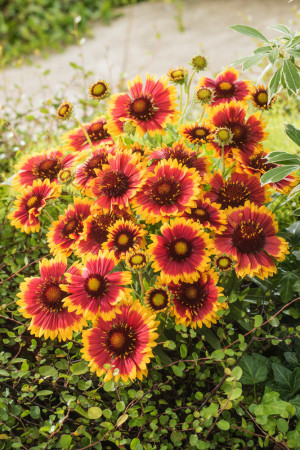 Gailardia 'Arizona Sun' | Gailardia