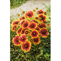 Gailardia 'Arizona Sun' | Gailardia