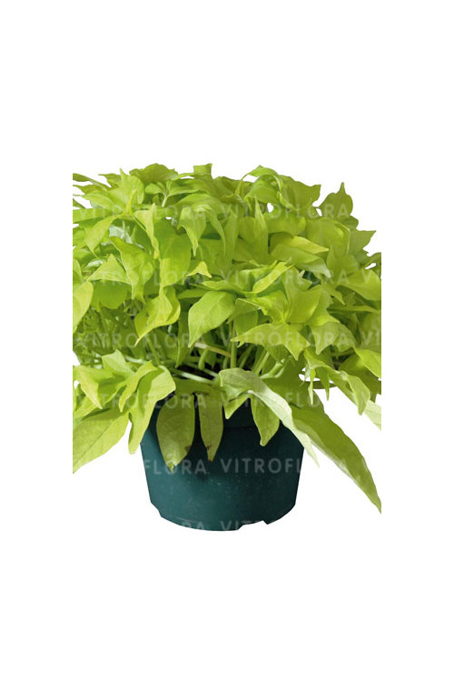 Ipomea ‘Bright Ideas Lime’ div class'lat' Ipomea /div