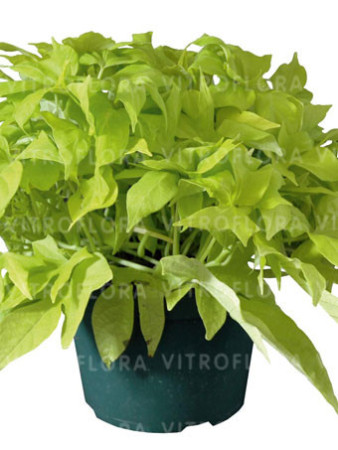 Ipomea ‘Bright Ideas Lime’ div class'lat' Ipomea /div