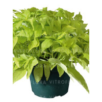 Ipomea ‘Bright Ideas Lime’ div class'lat' Ipomea /div