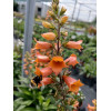 Naparstnica 'Firecracker' | Digitalis