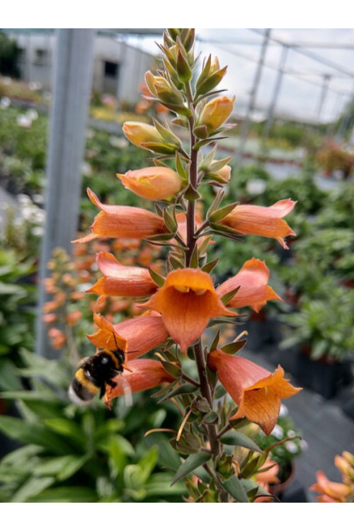Naparstnica 'Firecracker' | Digitalis