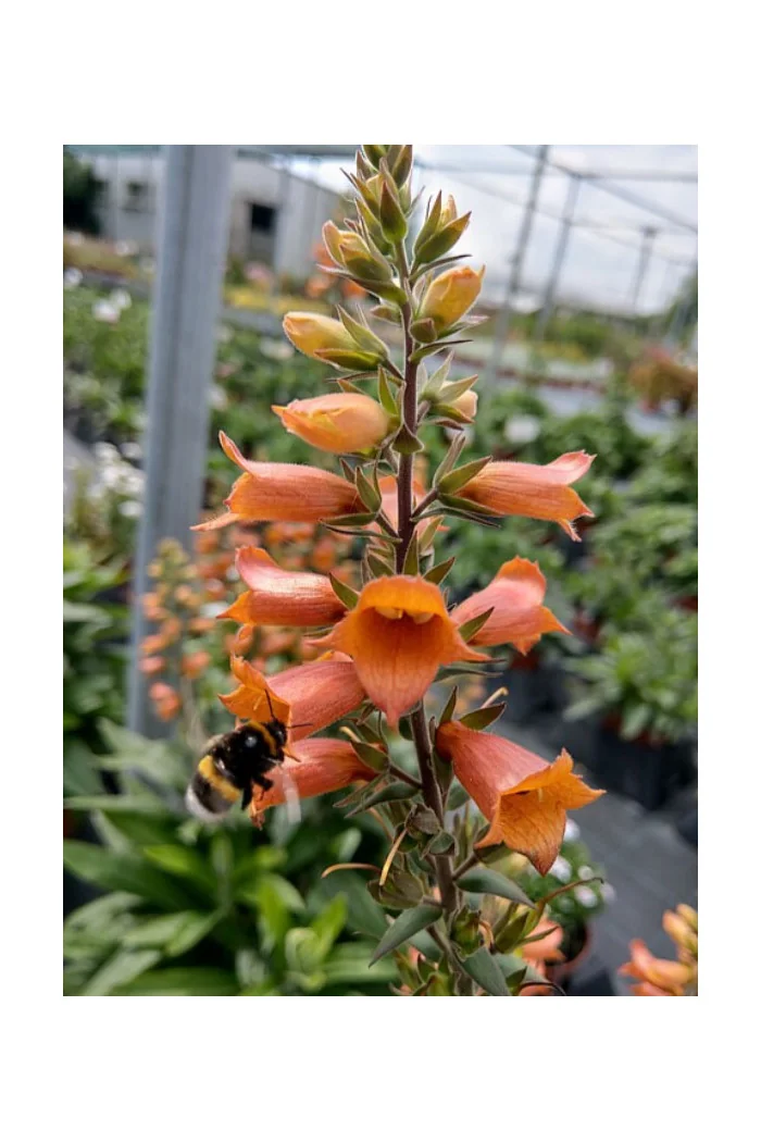 Naparstnica 'Firecracker' | Digitalis