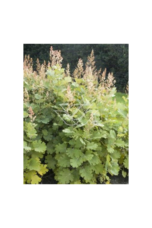 Makleja (Bokkonia sercowata) Macleaya cordata