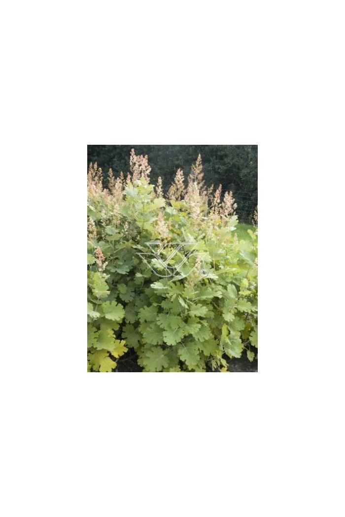 Makleja (Bokkonia sercowata) Macleaya cordata