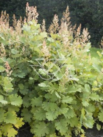 Makleja (Bokkonia sercowata) Macleaya cordata
