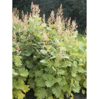 Makleja (Bokkonia sercowata) Macleaya cordata