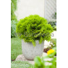 Żywotnik zachodni 'Mirjam' Thuja occidentalis