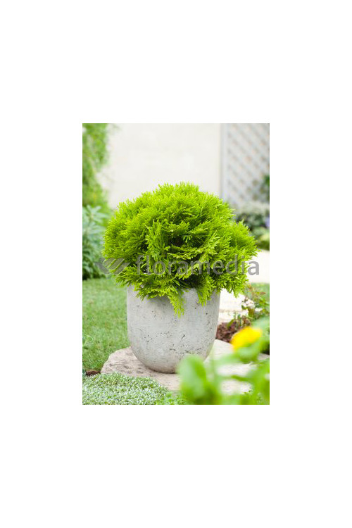 Żywotnik zachodni 'Mirjam' Thuja occidentalis