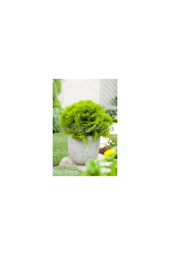 Żywotnik zachodni 'Mirjam' Thuja occidentalis