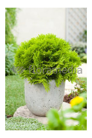 Żywotnik zachodni 'Mirjam' Thuja occidentalis