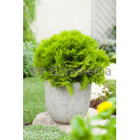 Żywotnik zachodni 'Mirjam' Thuja occidentalis