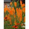 Trytoma 'Mango Popsicle' | Kniphofia