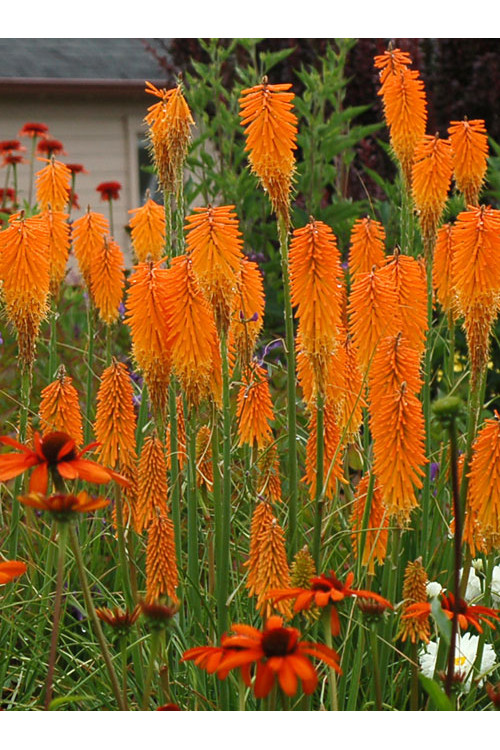 Trytoma 'Mango Popsicle' | Kniphofia