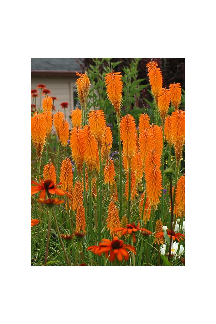 Trytoma 'Mango Popsicle' | Kniphofia