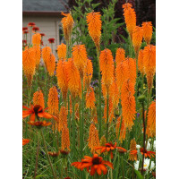 Trytoma 'Mango Popsicle' | Kniphofia