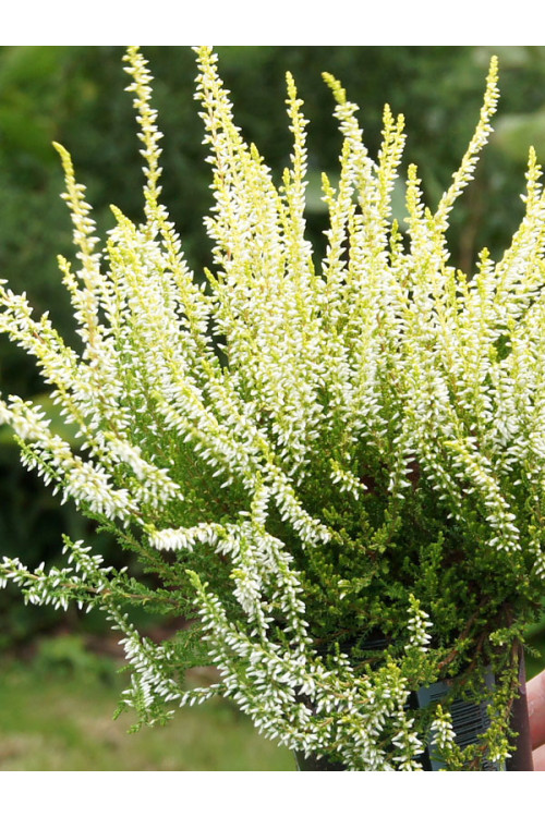 Wrzos 'Claudine' Calluna vulgaris