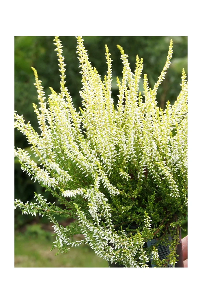 Wrzos 'Claudine' Calluna vulgaris