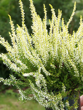 Wrzos 'Claudine' Calluna vulgaris